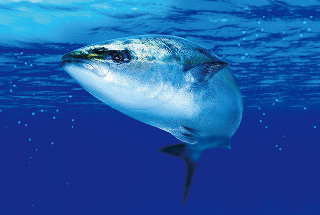 森松水産冷凍株式会社